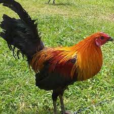 Download now ayam texas atau ayam filipina. Jual Ayam Jago Ayam Filipina Pilipin Filipin Di Lapak Waronk Kawanua Bukalapak