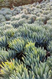 Image result for Cotyledon barbeyi