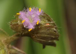 Image result for Cyanotis sp. aff. C. lapidosa