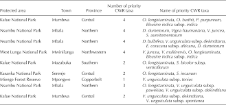 Image result for Vigna multinervis