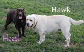 Find free puppies near me, adopt a puppy, buy puppies direct from kennel breeders and labrador retriever puppies for sale posted on 12/31/2009. Kinglabradors Raising Quality Family Raised English Labrador Retrievers
