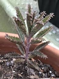 Mother Of Thousands Succulent Alligator Plant 4 6 Bryophyllum Daigremontianum In 2020 Plants Planting Succulents Succulents