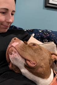 Homeward Bound Pet...