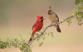 We did not find results for: Northern Cardinal Audubon Field Guide