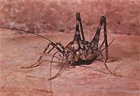 The increased amount of boric acid cuts the application rate in half, making intice 10 the most get rid of. Cricket Control Products