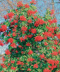 Oak tree diseases california & california trees. Exciting Evergreens For Southern California Finegardening