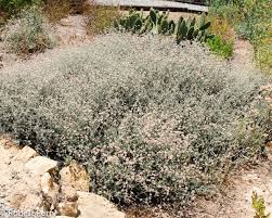 Image result for Eriosema affine