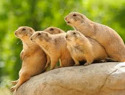 You would need to contact. Animal Behaviorist We Ll Soon Have Devices That Let Us Talk With Our Pets The Atlantic