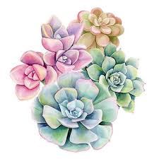 Sonríe frente a plantas suculentas en macetas. 220 Ideas De Suculentas Pintura De Cactus Cactus Dibujo Suculentas