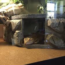 Large Reptile Hide Bearded Dragon Basking Platform By Herphomes Bearded Dragon Vivarium Baby Bearded Dragon Bearded Dragon Terrarium