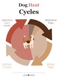 Understanding The Heat Cycle Of Female Dogs Lovetoknow
