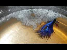 beta baligi ve yeni dogmus yavrulari beta fish fry beta baligi beta