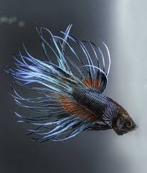 Most experienced hobbyists even have trouble telling some of them apart. 10 Cool Facts About Betta Fish Mom Com