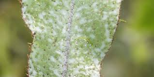 Image result for Elaphoglossum acrostichoides