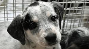 A plataforma oferece as versões pro, web e. Illegal Puppy Trade Warning As Sales Boom During The Covid Pandemic Bbc News