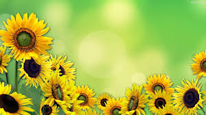 Cartoon Sunflower Wallpapers Top Free Cartoon Sunflower Backgrounds Wallpaperaccess You can use sunflower wallpaper iphone for your iphone 5, 6, 7, 8, x, xs, xr backgrounds, mobile screensaver, or ipad lock screen and another. cartoon sunflower wallpapers top free