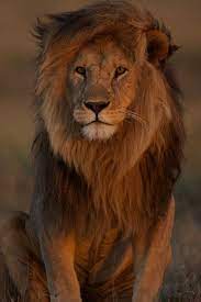 Excepcionalmente Convierte Panthera Viviente Carnvoro Especies Grandes Mamfero Segundo Familia Llegan Cuatr Animals Lion Pictures Animals Beautiful