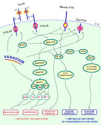 Maybe you would like to learn more about one of these? Targets Of Vanadium Action See 10 54 Insr Insulin Receptor Memb Download Scientific Diagram