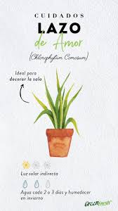 Conocida Como Cinta O Lazo De Amor Esta Planta Ayuda A Absorber El Formaldehido Presente En Alfo En 2020 Cuidado De Plantas Cultivo De Plantas Plantas Para Jardineras
