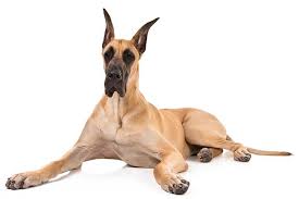 Great danes are known for being sweet, loveable giants. Great Dane What Kind Of Dog Is Scooby Doo