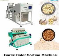 Garlic Color Sorter - Raw Garlic Belt Sorting Machine ...