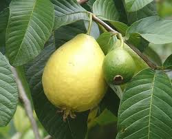 Check spelling or type a new query. Farmers Know Best My Guava Tree Is Not Fruiting How To Make Guava Tree Bear Fruit