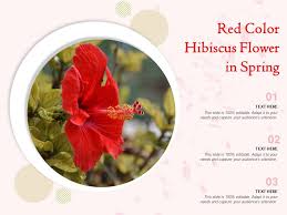What color is hibiscus red. Red Color Hibiscus Flower In Spring Presentation Graphics Presentation Powerpoint Example Slide Templates