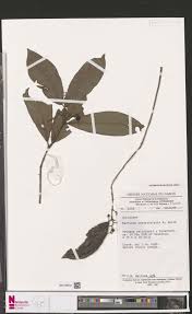 Image result for Bertiera