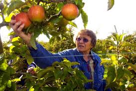 Or when i should plant trees in different zones (zone 5, 6, 7 and more)? Give Your Fruit Trees A Chance To Get Off To A Good Start Bellingham Herald