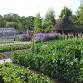 Growing Vegetables - Next Steps event image