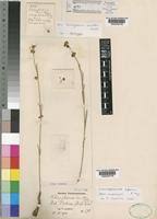 Image result for Aspidoglossum biflorum