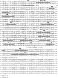 La joven era hija de patricio pato di palma, nieta del loco luis rubén, y sobrina de marcos di palma. Trpm3 Mir 204 A Complex Locus For Eye Development And Disease Human Genomics Full Text
