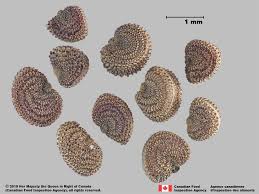 Image result for Silene abyssinica