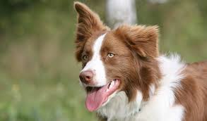 Beautiful smooth outgoing, highly socialized, collies puppies in tricolor and blue merle, for show, pet and performance homes. Border Collie Dog Breed Information
