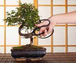 Bonsai Pflege Und Schneiden Fur Anfanger Anfanger Bonsai Fur Pflege Schneiden Und Bonsai Pflege Bonsai Japanische Gartenpflanzen