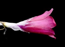 Image result for Dierama cupuliflorum