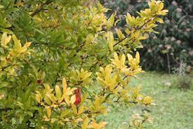 We did not find results for: Pomegranate Tree With Beautiful Yellow Leaves In Autumn Punica Granatum In Autumn In The Garden Stock Photo Picture And Royalty Free Image Image 135577862