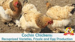 cochin chicken breed profile care guide and more