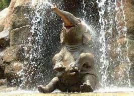 Android Wallpaper Baby Elephant Elephant Wallpapers And Backgrounds Application With Beautiful Hi Cute Baby Elephant Elephant Pictures Happy Elephant