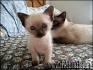 60 Sassy Siamese Cat Names | PetHelpful