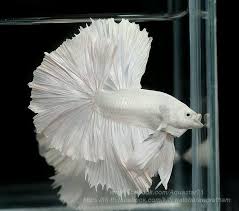 808 Platinum White Hm Male From Aquastar71 Betta Fish Betta Aquarium Betta Fish Tank