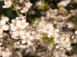 Tree with white flowers in spring uk. Close Up Growing White Blossom Buds Flowers On Tree Spring Essex England Uk Stock Photo Picture And Royalty Free Image Image 99049513