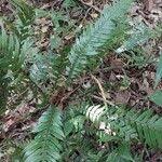 Image result for Blechnum attenuatum
