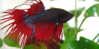 By kelly roper small pets breeder and exhibitor. Betta Fish Care How To Take Care Of A Betta Bettafish Org