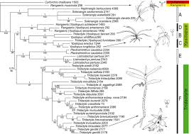 Image result for Ypsilopus erectus