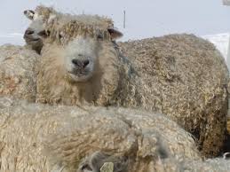 Leicester Longwool Sheep Animals Farm Animals Sheep