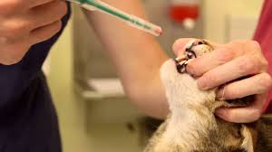 Simply load the pill inside the pill gun, insert it towards the back of the throat, and press the plunger down to deliver the medication. Giving A Cat A Tablet Using A Pill Popper Youtube