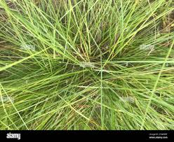 Image result for Elionurus tripsacoides