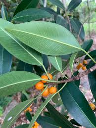 Image result for Ficus obliqua