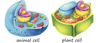 Maybe you would like to learn more about one of these? Differences Between Animal Cells And Plant Cells Online Science Notes